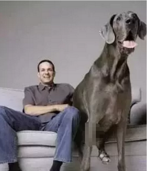 这10种著名的巨型犬，知道3个以上，算你厉害