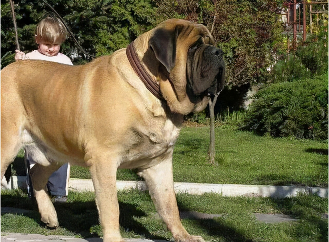 世界上最大的10种狗狗，有长得跟熊一样壮的，有比马还高的