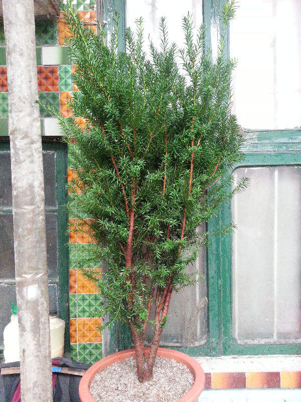 红豆杉想要养好，注意4要点，枝条挺拔叶子有型