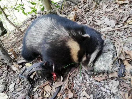 深圳一只野生狗獾被夹死 属于国家二级保护动物