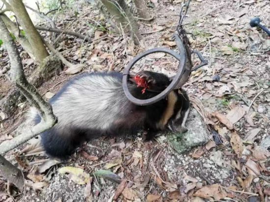 深圳一只野生狗獾被夹死 属于国家二级保护动物