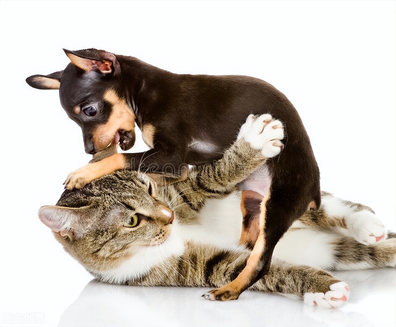 家里猫狗经常打架，不能好好相处，怎么办？