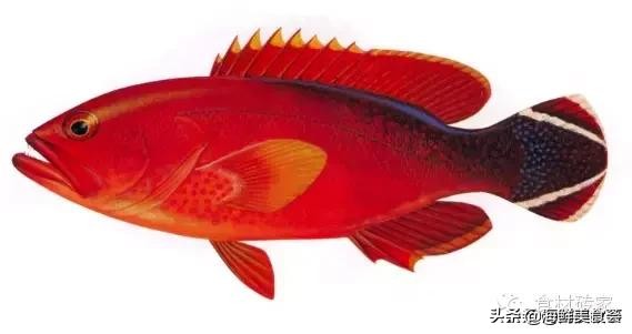 颜值太高有错么？这是见过最贵的海鲈鱼，全身通红，肉质雪白