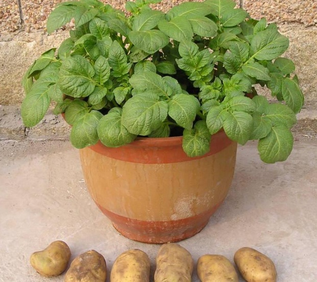 发芽的土豆怎么种盆栽