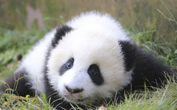 大熊猫的特点行为图片