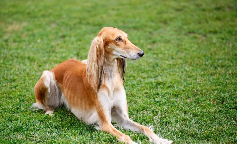 埃及法老最爱的狗狗，还被做成木乃伊，萨路基猎犬什么来头？
