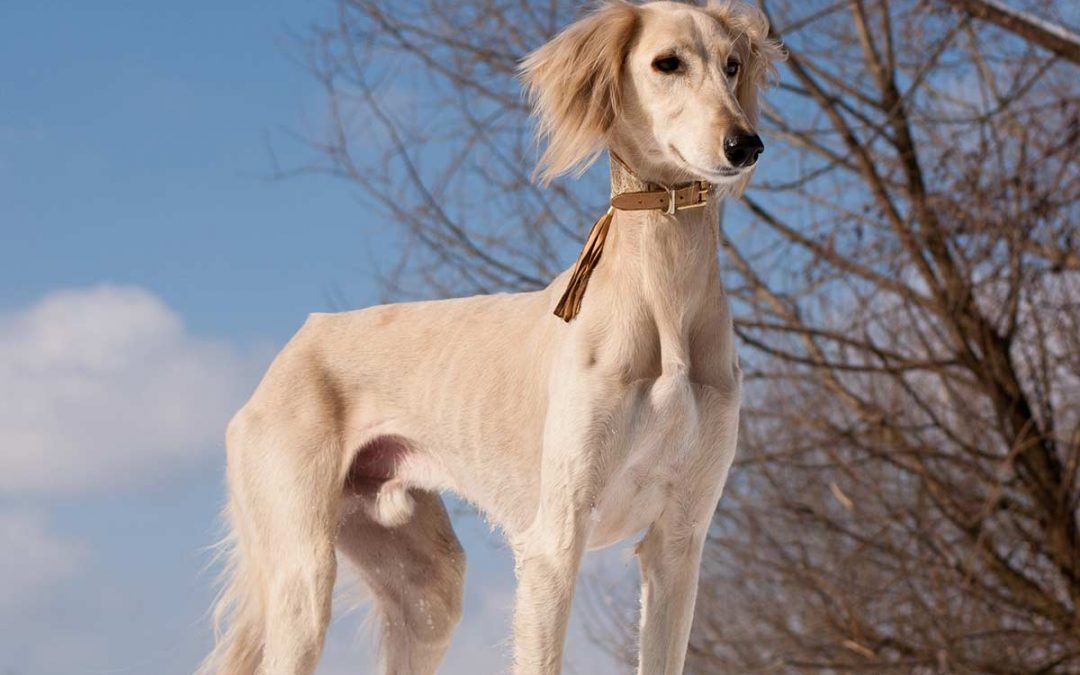 埃及法老最爱的狗狗，还被做成木乃伊，萨路基猎犬什么来头？