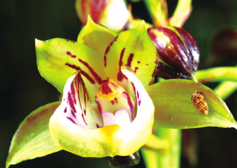 美冠兰是稀有草原兰花的主角，产于长江以南地区