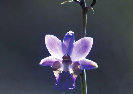 美冠兰是稀有草原兰花的主角，产于长江以南地区