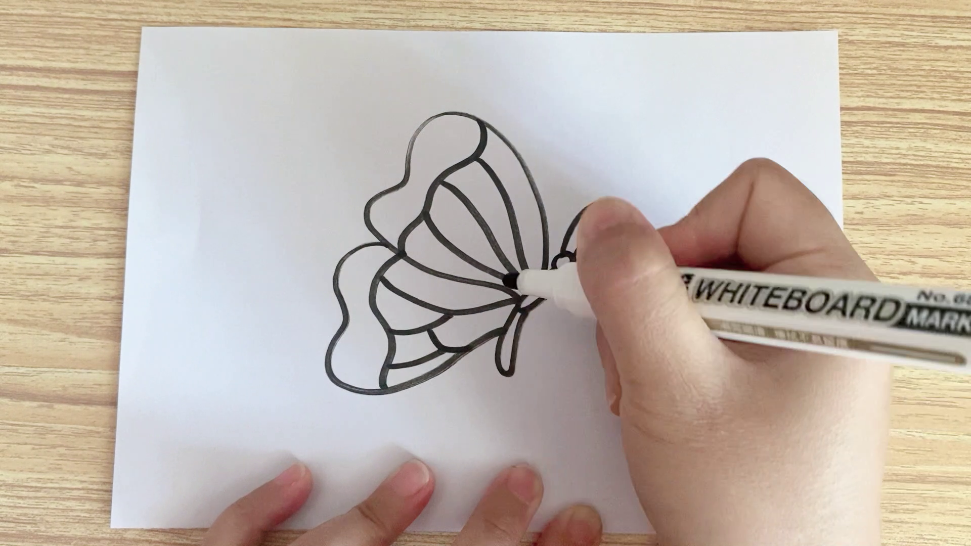 超简单的蝴蝶简笔画，一看就会画这款蝴蝶“会飞的花朵”！