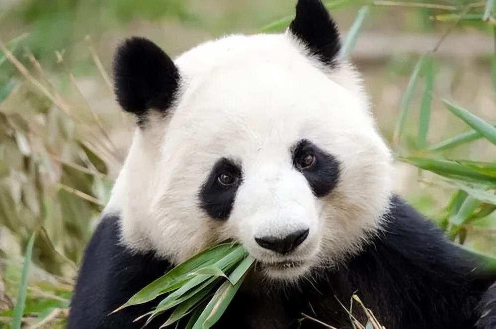 大熊猫生活在什么地方？为什么被视为中国的国宝？