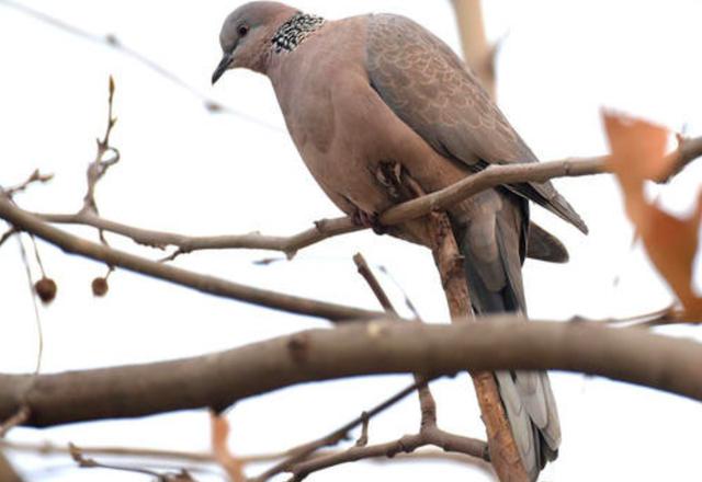 农村里常说的“野鸽子”，原来就是斑鸠，属于“三有保护动物”