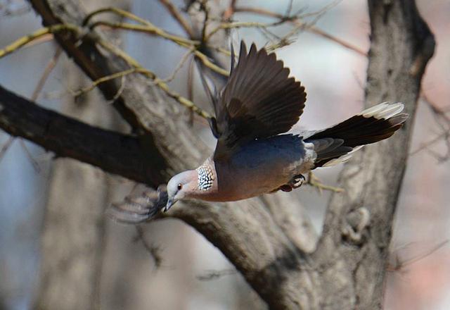 农村里常说的“野鸽子”，原来就是斑鸠，属于“三有保护动物”