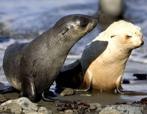 海狗是什么动物？和海豹是一种动物吗？