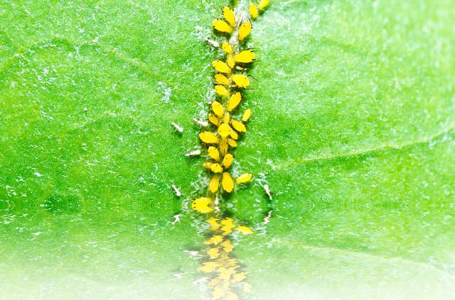哪些杀虫剂对蚜虫效果好？如何高效消灭蚜虫呢？