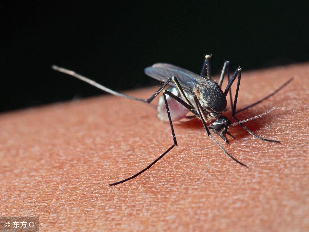 蚊子喜欢什么血型的人（最招蚊子的五大人群）