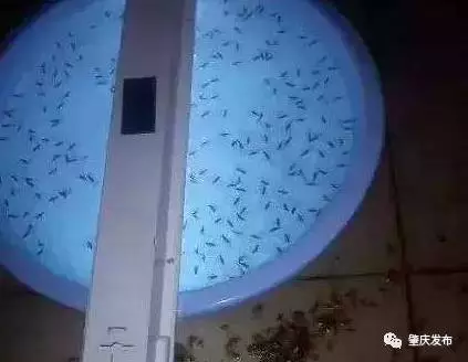 飞蚁为什么会出现在家中？怎么消灭它们？