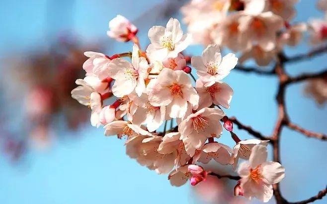 关于杏花的七首诗词，惊艳了整个春天！