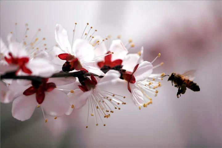 关于杏花的七首诗词，惊艳了整个春天！