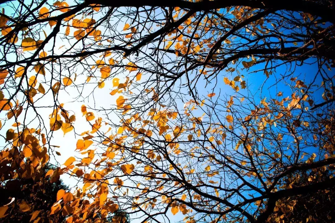 有哪些和秋天有关的成语？30个关于秋天的诗句及词语赏析