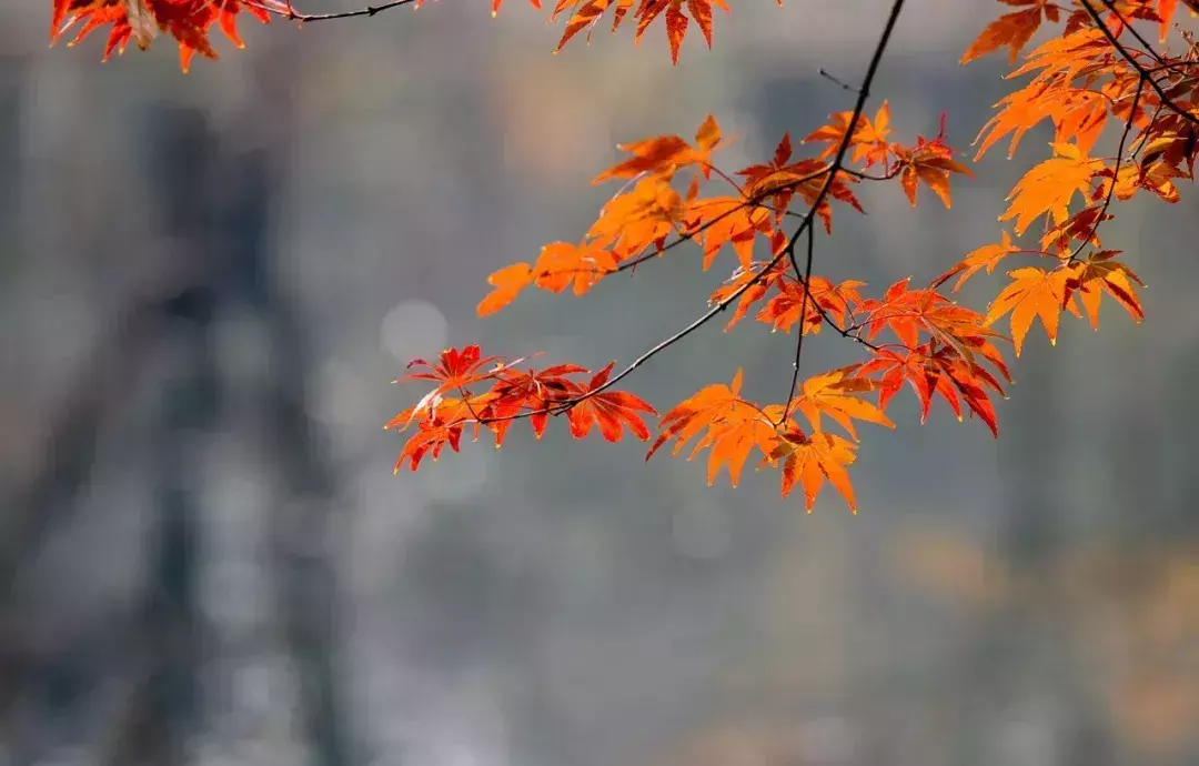 有哪些和秋天有关的成语？30个关于秋天的诗句及词语赏析