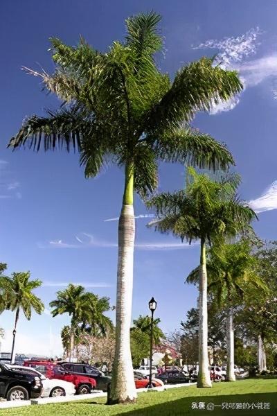 大王椰子树的特点是什么？会长椰子吗？
