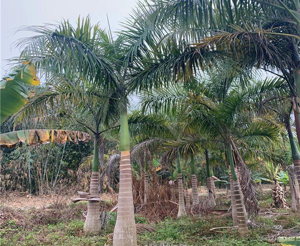 大王椰子树的特点是什么？会长椰子吗？