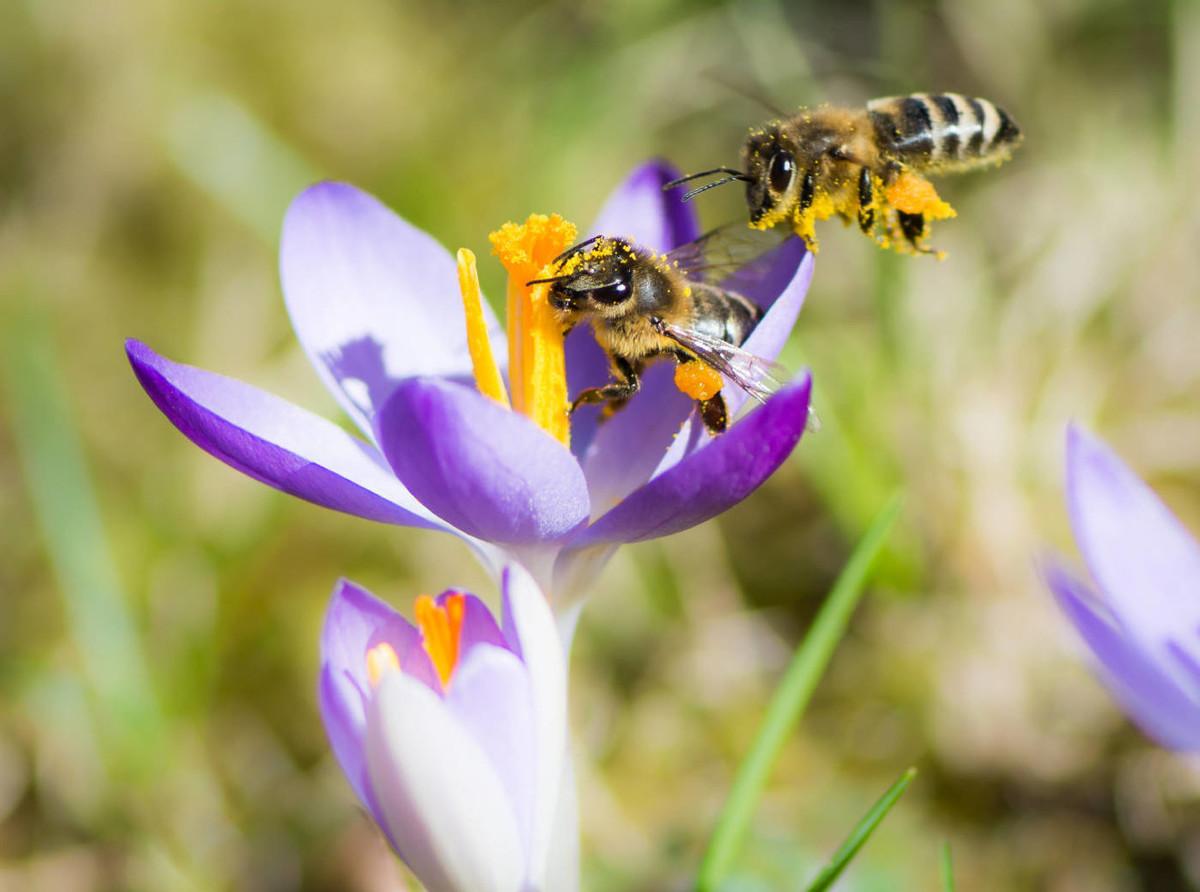 养蜂日历：蜜蜂的生活习性是什么？有哪些习性特点呢？