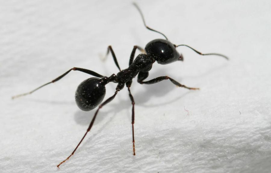 如何消灭蚂蚁进家？去蚂蚁最有效的方法是什么？