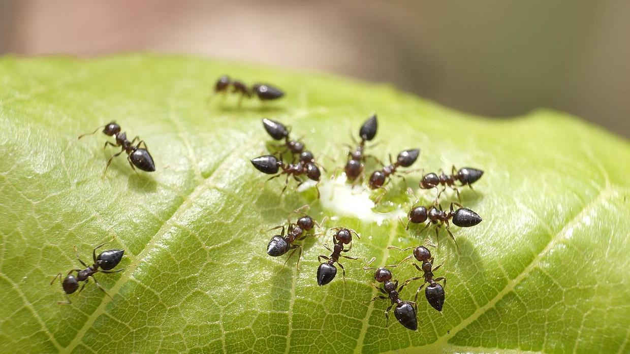 如何消灭蚂蚁进家？去蚂蚁最有效的方法是什么？