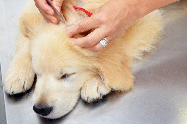 短毛大型犬如何避免皮肤磨损？有哪些保护皮肤的方法？