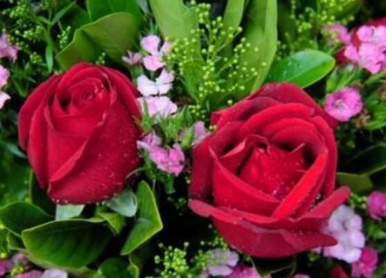 玫瑰花的花语是什么？有哪些含义和象征？
