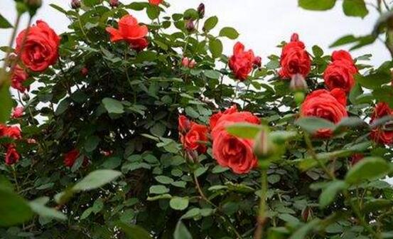 玫瑰花的花语是什么？有哪些含义和象征？