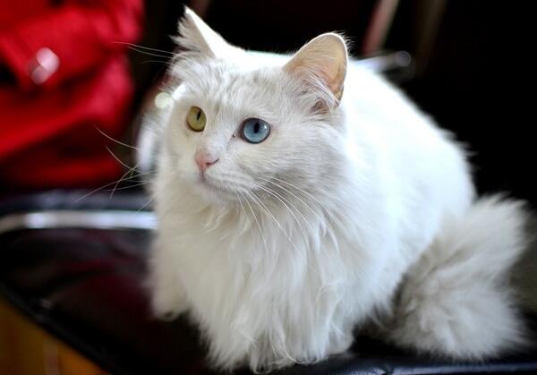 如何选购波斯猫？白色波斯猫多少钱一只呢？