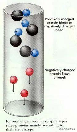 怎么分离蛋白质（蛋白纯化的2种方法）